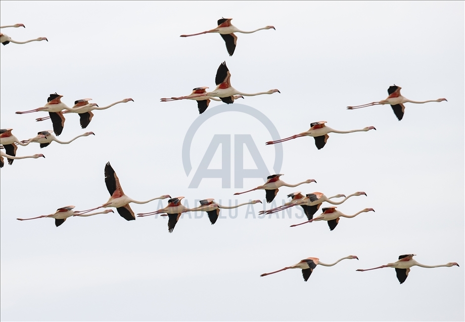 Фламинго: экзотические гости Анатолии