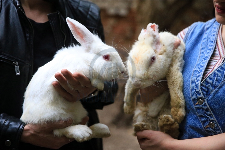 Aydın'da iki hayvansever, yaralıyken sahiplenip hayata bağladıkları tavşan "Zulu"nun hikayesini anlattı