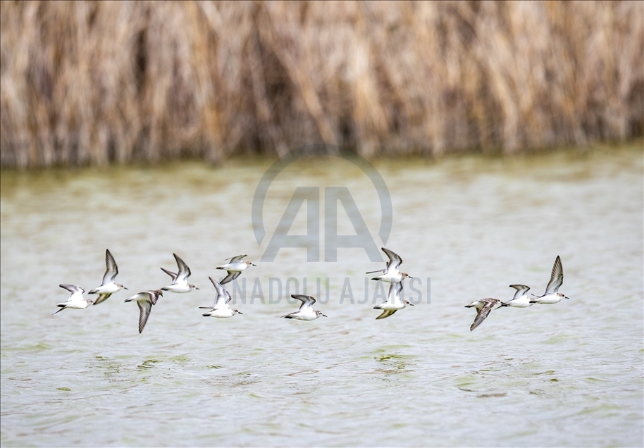 Turkish capital's migrotary birds