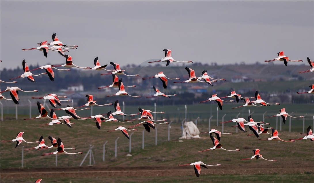 Turkish capital's migrotary birds