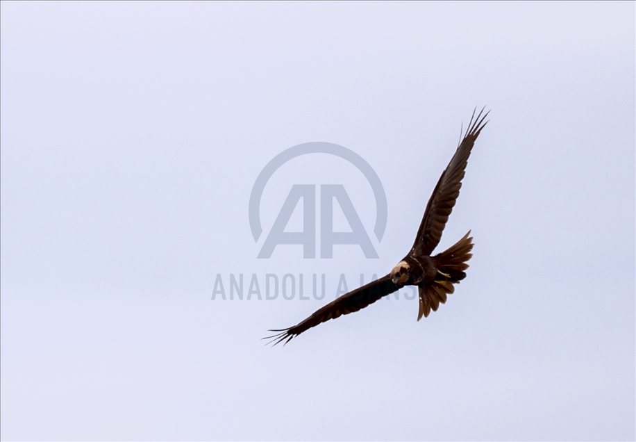 Turkish capital's migrotary birds