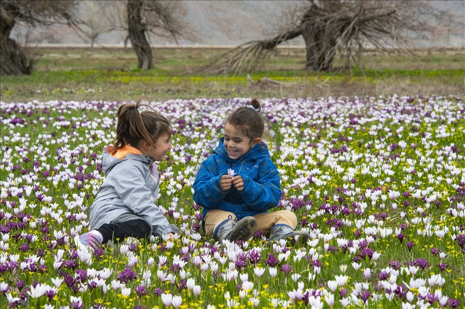 Tunceli'nin ovaları kardelen, nergis ve düğün çiçekleriyle rengarenk oldu