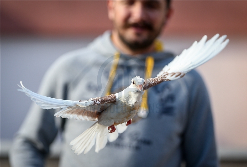 Ölmek üzereyken kurtarılan güvercin "Zibidi" kanat çırpmaya başladı