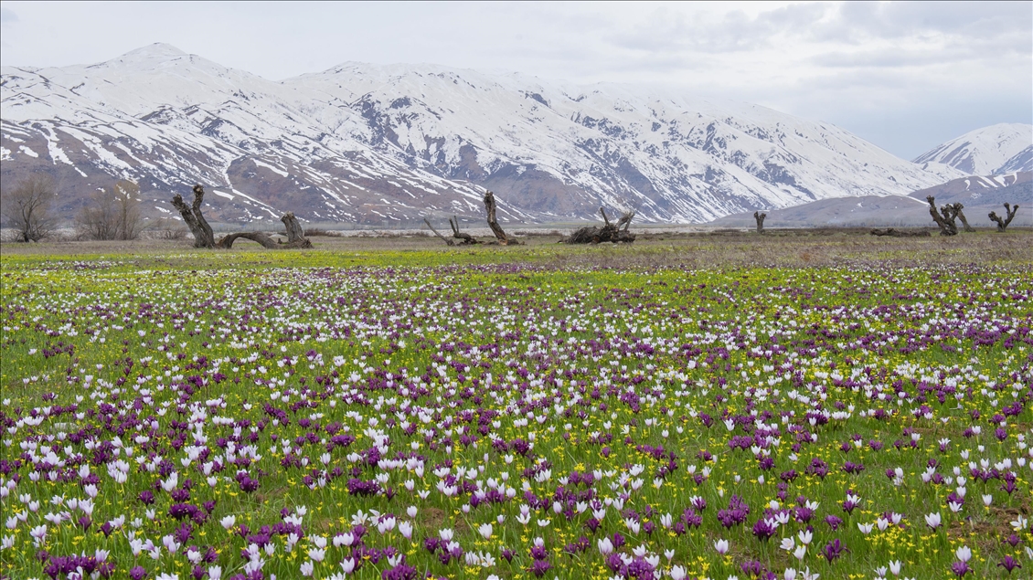 Tunceli'nin ovaları kardelen, nergis ve düğün çiçekleriyle rengarenk oldu
