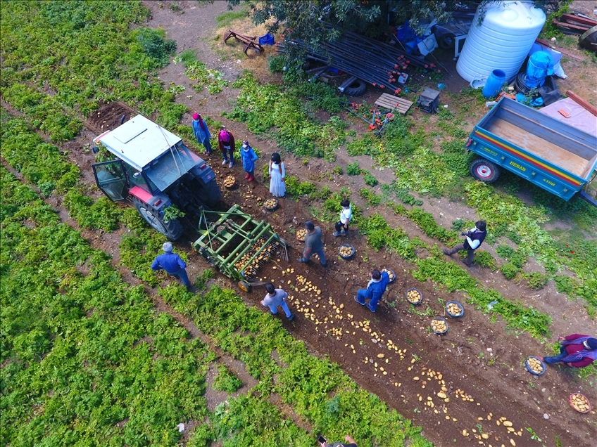 Datça'da hasadı başlayan turfanda patates üreticisini mutlu etti