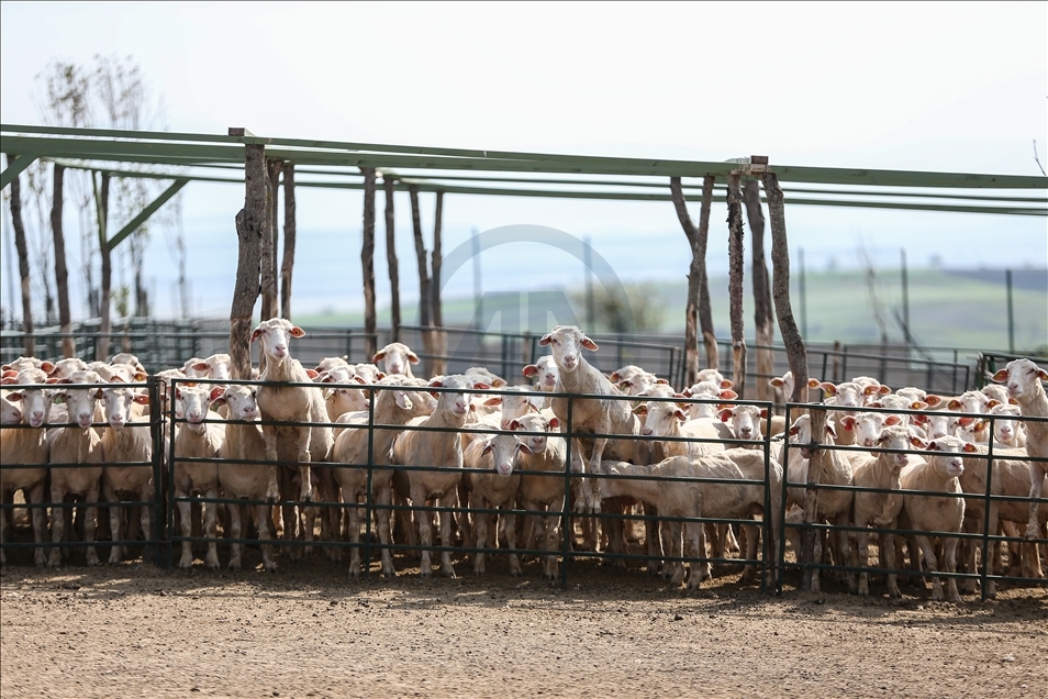 Bursa'da AB fon desteğiyle kurulan çiftlik damızlık koyun talebine yetişemiyor