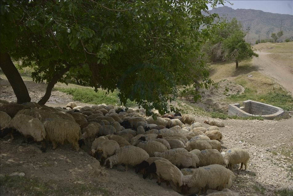 "کێشەکە لەگەڵ ئێران چارەسەر نەبێ مانگی ئایار هەڵەبجە لە ئاوی خواردنەوە بێ بەش دەبێت"