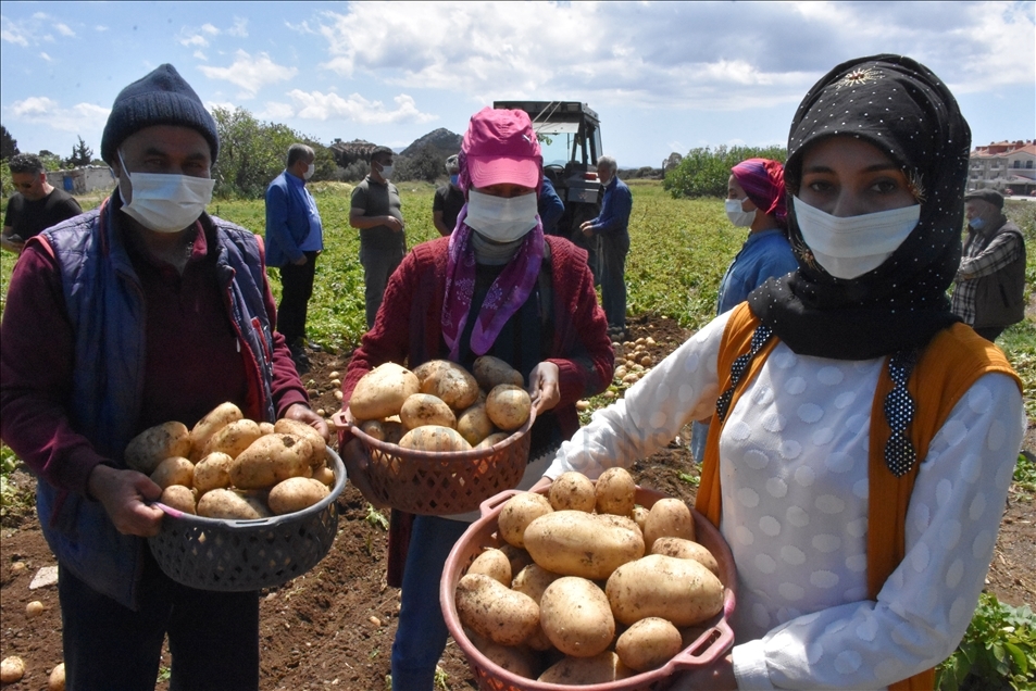 Datça'da hasadı başlayan turfanda patates üreticisini mutlu etti