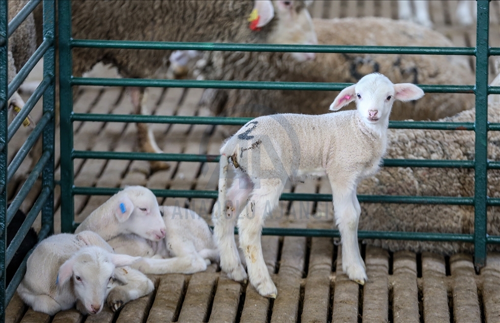 Bursa'da AB fon desteğiyle kurulan çiftlik damızlık koyun talebine yetişemiyor