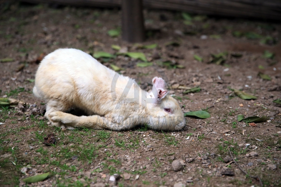 El conejo 'Zulu' se aferra a la vida con la ayuda de los amantes de los animales en Aydin, Turquía