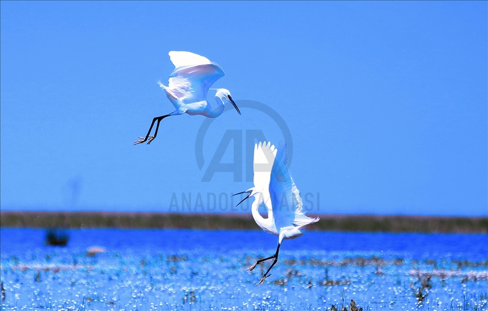 Kizilirmak Bird Paradise in Turkey's Samsun