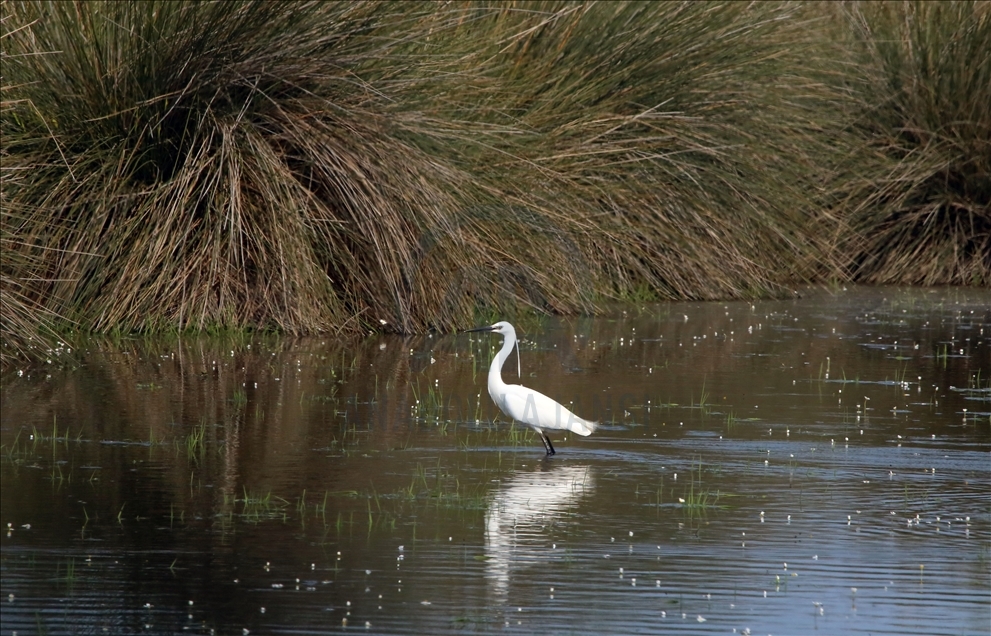 Kizilirmak Bird Paradise in Turkey's Samsun