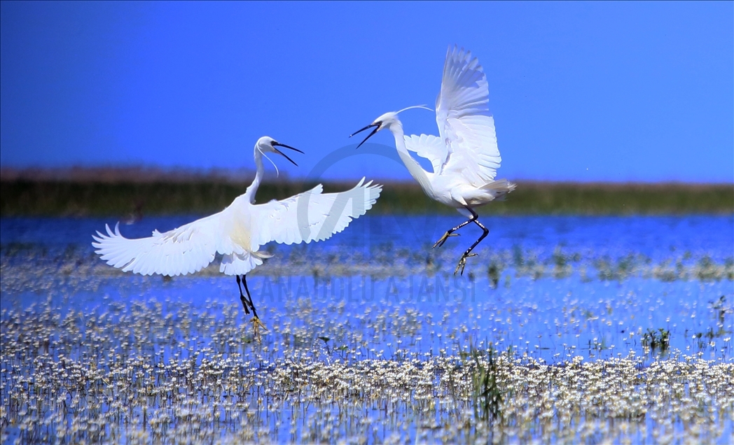 Kizilirmak Bird Paradise in Turkey's Samsun