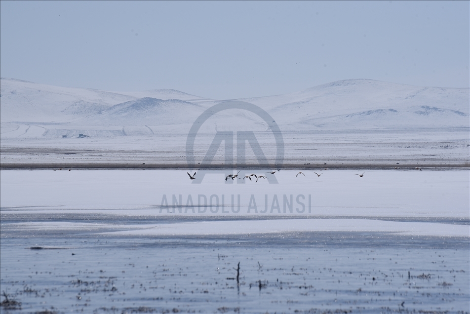 بهشت پرندگان ترکیه، میزبان گونههای مختلف در فصل بهار است