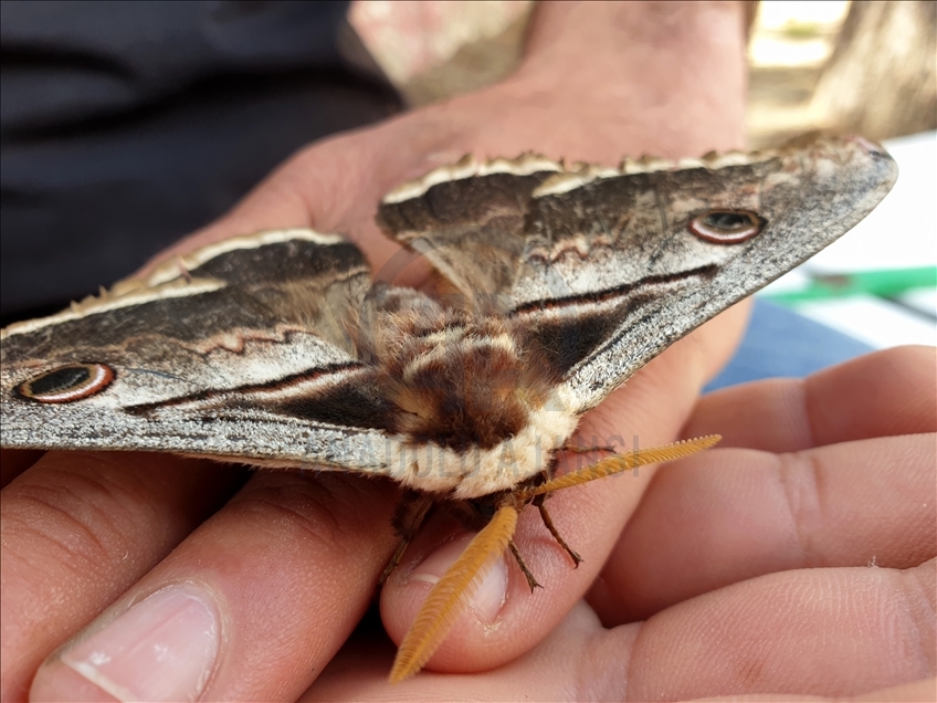 Osmaniye'de kanat açıklığı 16 santimetre olan tavus kelebeği bulundu