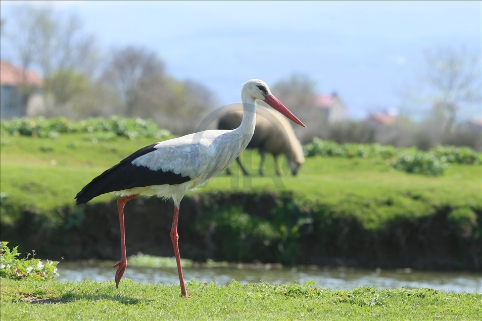 Kizilirmak Bird Paradise in Turkey's Samsun