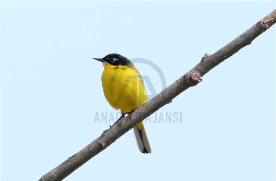 Kizilirmak Bird Paradise in Turkey's Samsun