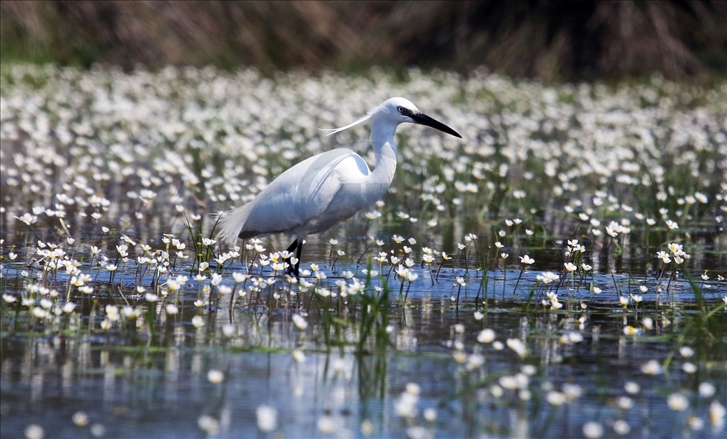 Kizilirmak Bird Paradise in Turkey's Samsun