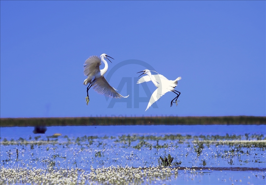 Kizilirmak Bird Paradise in Turkey's Samsun