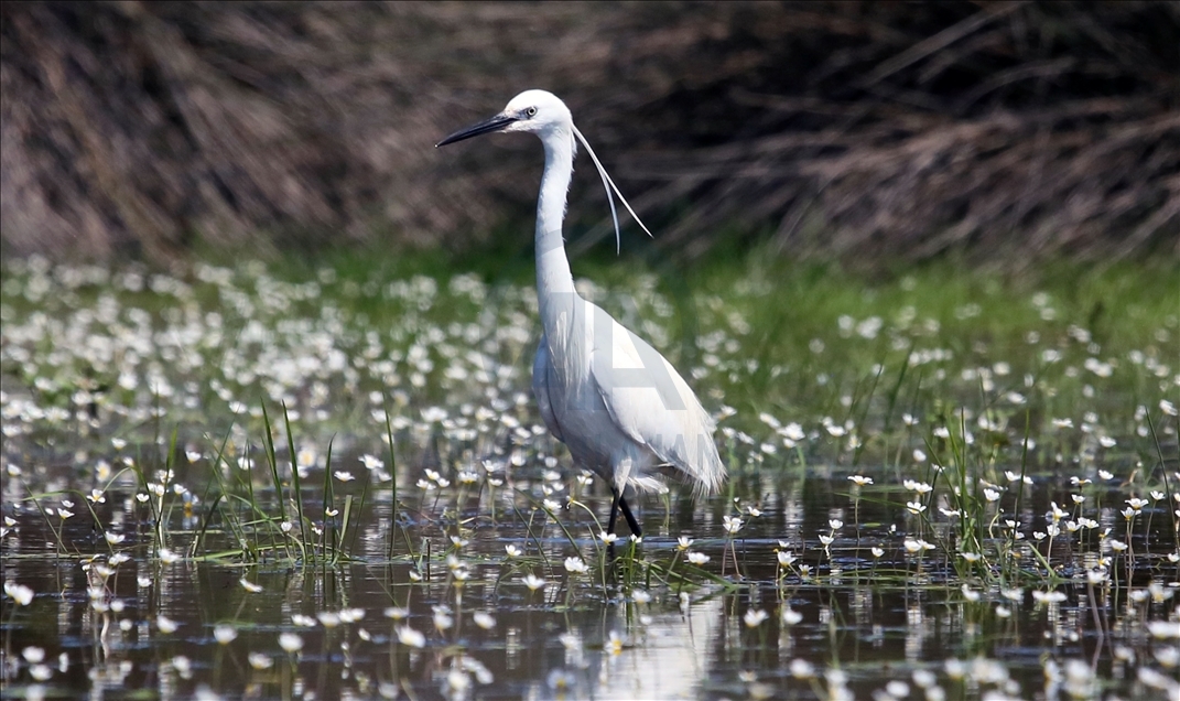 Kizilirmak Bird Paradise in Turkey's Samsun
