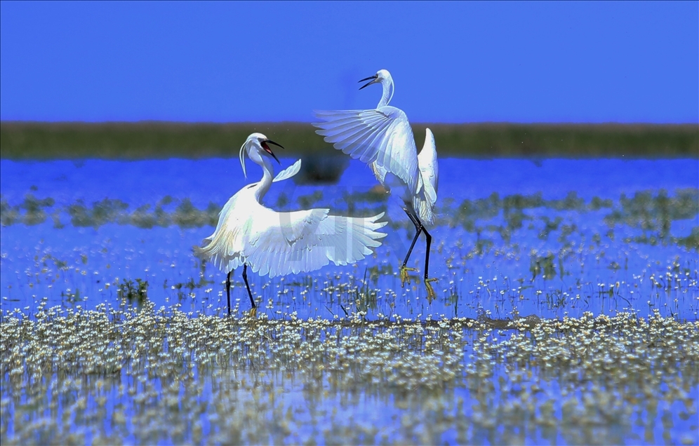 Kizilirmak Bird Paradise in Turkey's Samsun