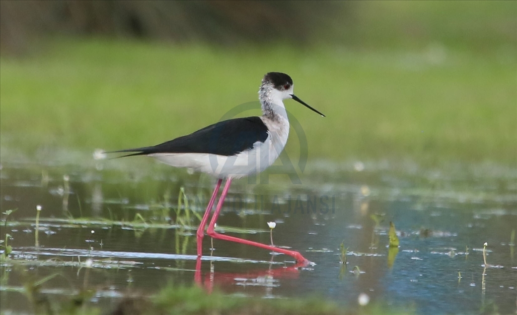 Kizilirmak Bird Paradise in Turkey's Samsun