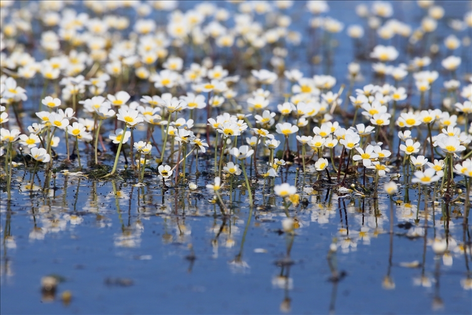 Kızılırmak Deltası'nda suda açan çiçekler tanıtım için kullanılıyor