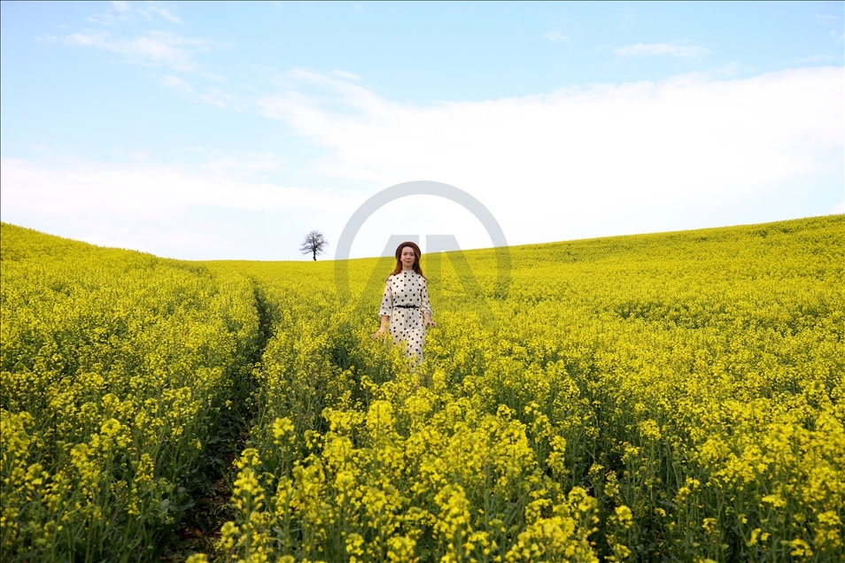 Золотисто-желтые рапсовые поля живая студия для фотографов