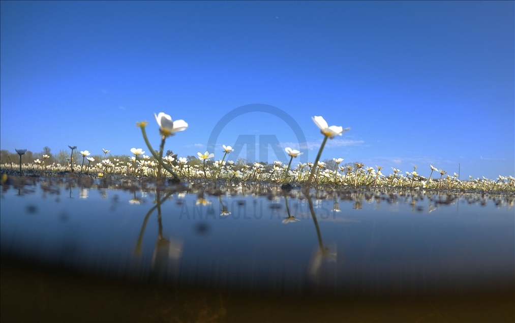 Kızılırmak Deltası'nda suda açan çiçekler tanıtım için kullanılıyor