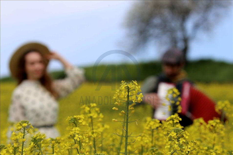 "Altın sarısı" kanola tarlaları fotoğrafçılara doğal stüdyo imkanı sunuyor