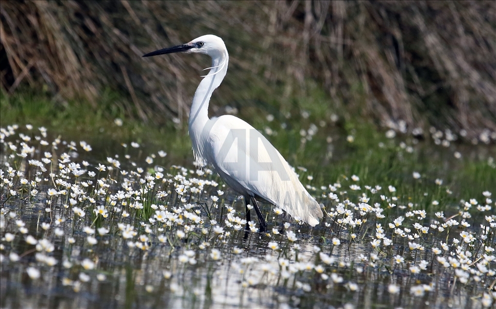 Kizilirmak Bird Paradise in Turkey's Samsun