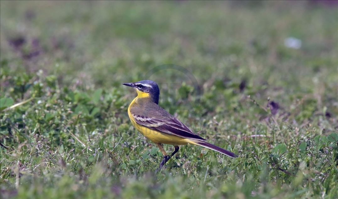 Kizilirmak Bird Paradise in Turkey's Samsun