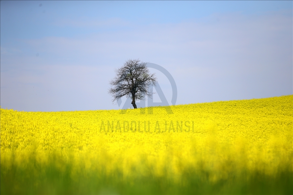 Turquie : les champs de colza dorés, un studio naturel pour les photographes