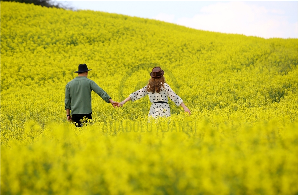 Turquie : les champs de colza dorés, un studio naturel pour les photographes