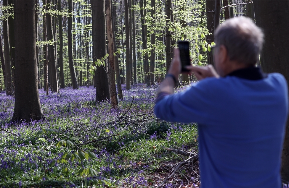 Belgija: Zvončići u šumi Hallerbos očaravaju posjetioce 