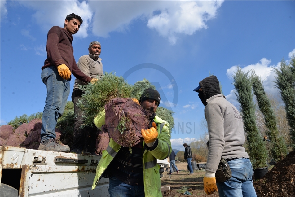 Sakarya Nehri'nin kıyısında ürettikleri fidanları Türk cumhuriyetlerine ihraç ediyorlar