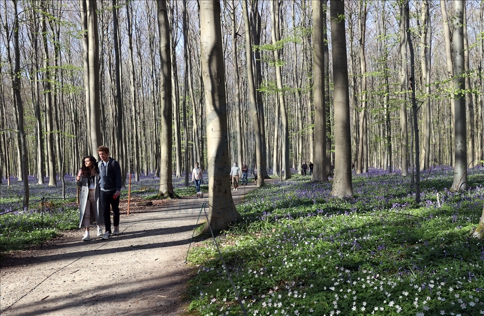 Belgija: Zvončići u šumi Hallerbos očaravaju posjetioce 