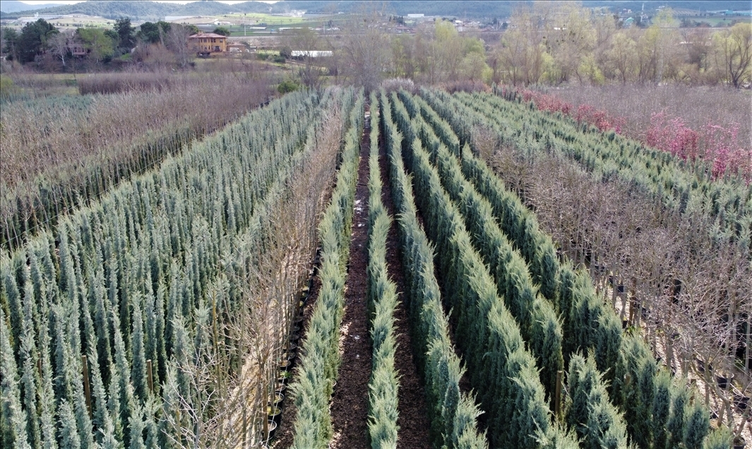 Sakarya Nehri'nin kıyısında ürettikleri fidanları Türk cumhuriyetlerine ihraç ediyorlar