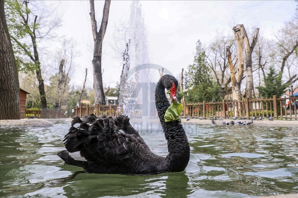 Ankara'da sokağa çıkma kısıtlaması