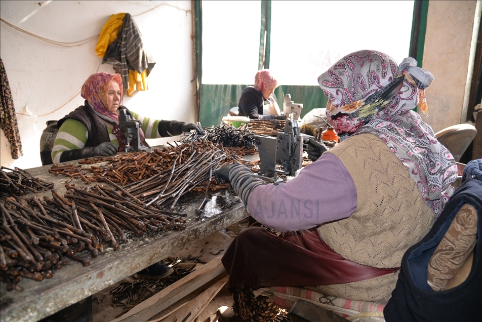 Sakarya Nehri'nin kıyısında ürettikleri fidanları Türk cumhuriyetlerine ihraç ediyorlar