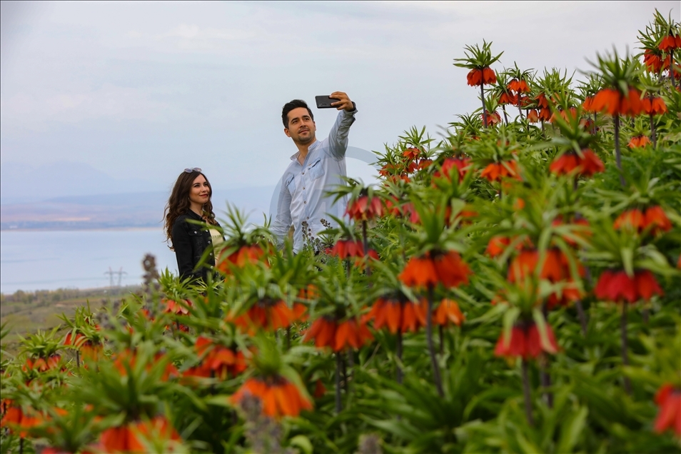 «Перевернутые тюльпаны» в турецкой провинции Ван привлекают посетителей