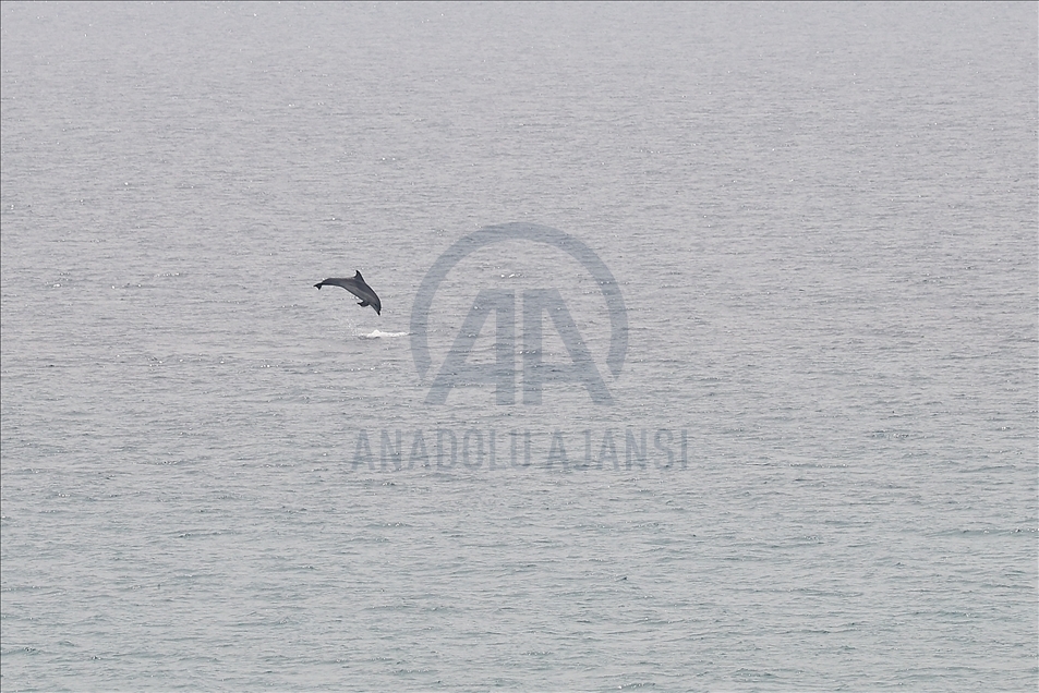 Dolphins appear in Edirne's Gulf of Saros