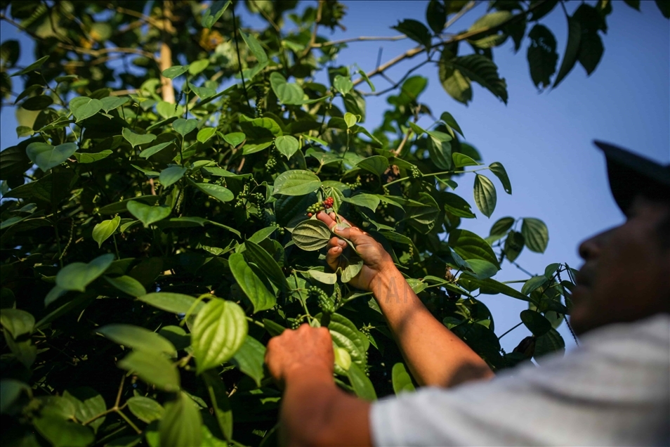  Los agricultores colombianos se enfrentan a nuevas oportunidades al abandonar la coca por otros cultivos