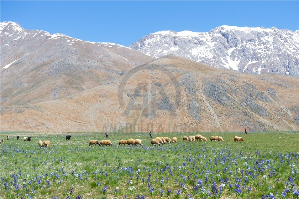 Tunceli'nin dağ köylerinde açan "süsen çiçekleri" göz kamaştırıyor