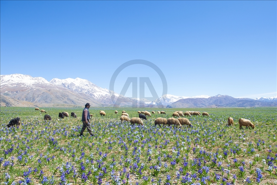 Tunceli'nin dağ köylerinde açan "süsen çiçekleri" göz kamaştırıyor