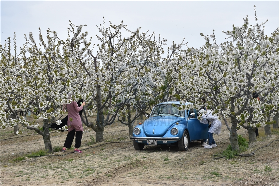 Sultandağı'ndaki kiraz bahçelerinde foto safari