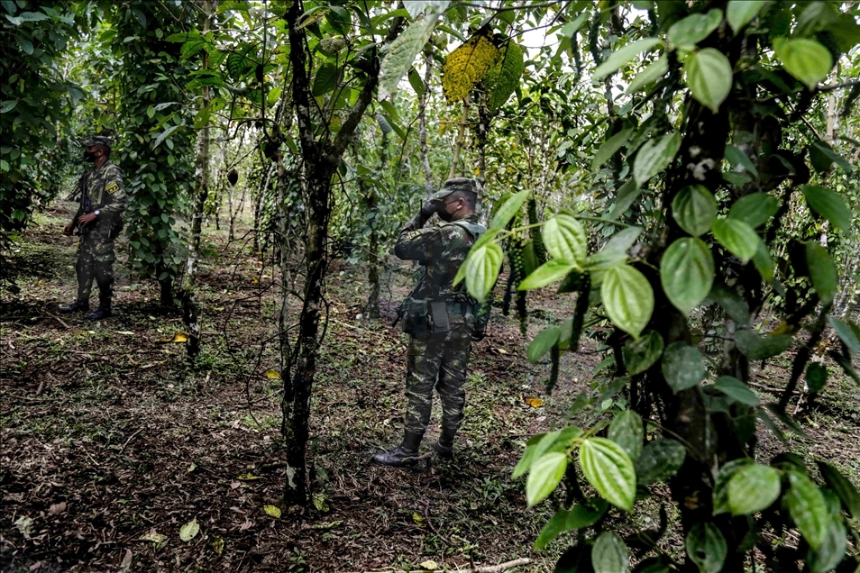  Los agricultores colombianos se enfrentan a nuevas oportunidades al abandonar la coca por otros cultivos