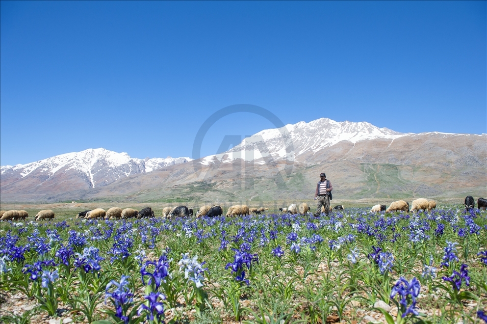 Tunceli'nin dağ köylerinde açan "süsen çiçekleri" göz kamaştırıyor