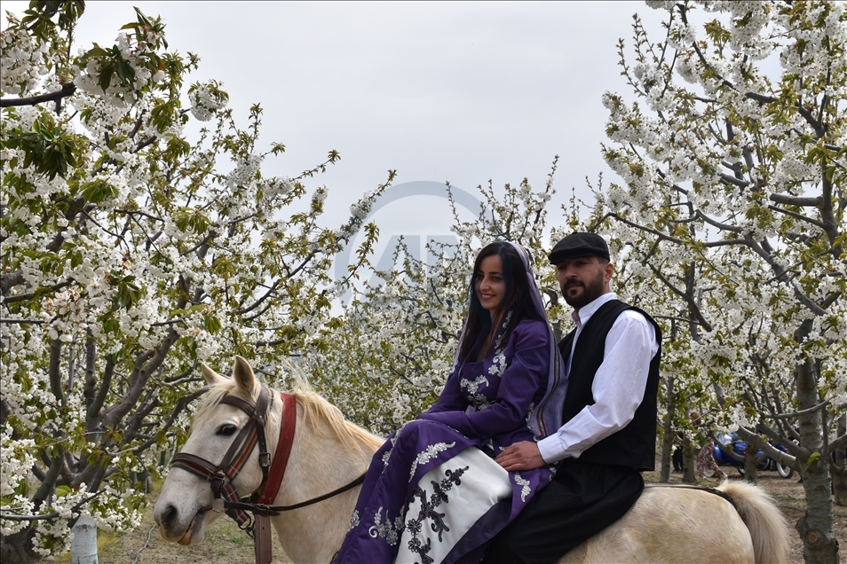 Sultandağı'ndaki kiraz bahçelerinde foto safari