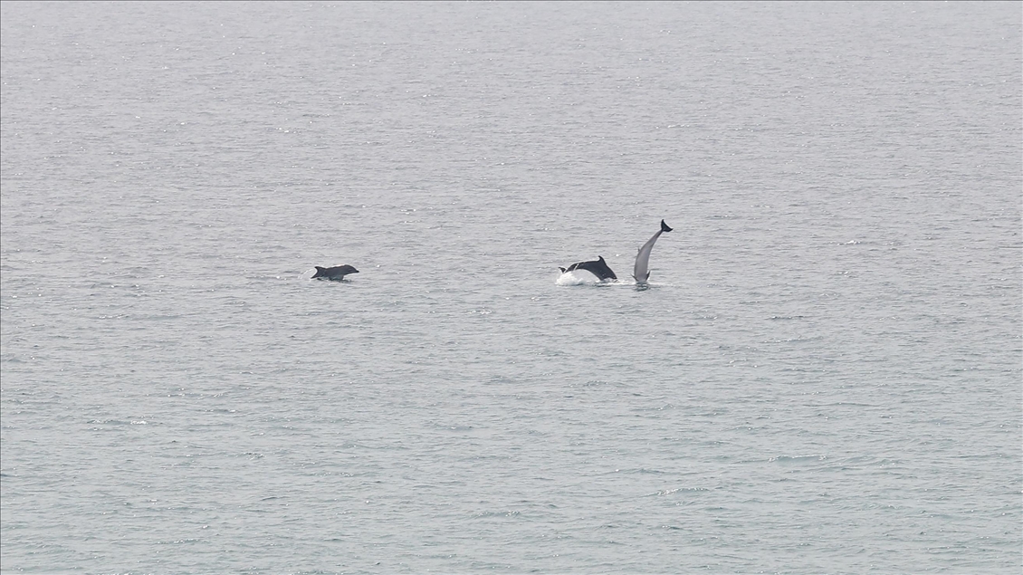 Dolphins appear in Edirne's Gulf of Saros